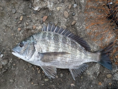 クロダイの釣果