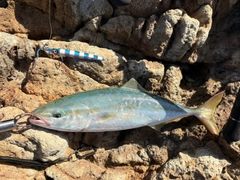 ヤズの釣果