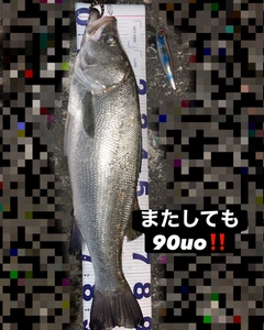 ヒラスズキの釣果