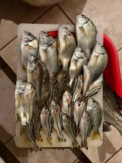 シマイサキの釣果