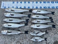 スズキの釣果