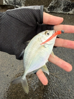 メッキの釣果
