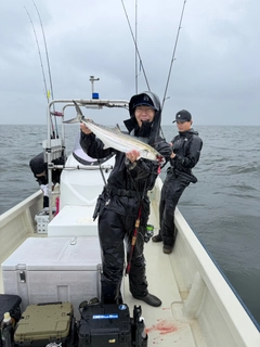 サワラの釣果