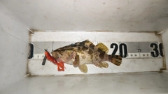 タケノコメバルの釣果