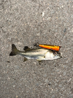 セイゴ（マルスズキ）の釣果