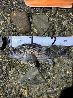 メバルの釣果