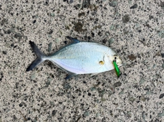 カスミアジの釣果