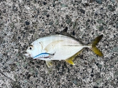 ギンガメアジの釣果