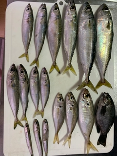 サバの釣果