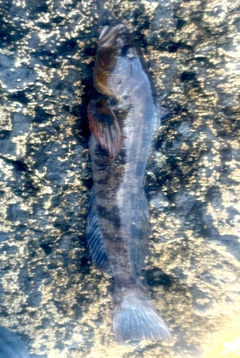 アイナメの釣果