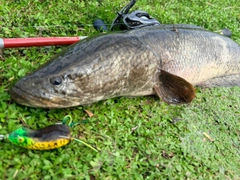 ライギョの釣果