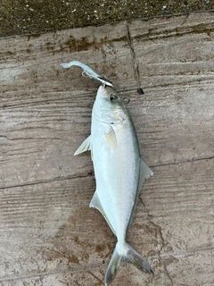 ショゴの釣果