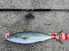 ブリの釣果