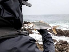 ショゴの釣果