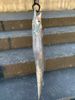 タチウオの釣果