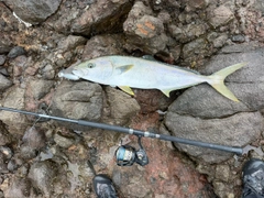 ヒラマサの釣果