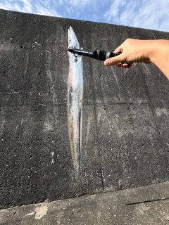 タチウオの釣果