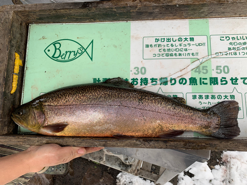 ロックトラウトの釣果