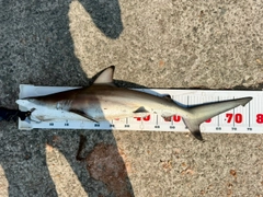 サメの釣果