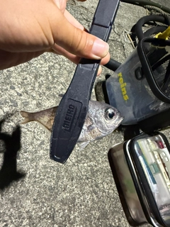 ハタンポの釣果