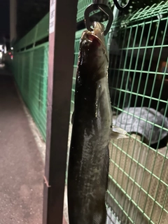 マナマズの釣果