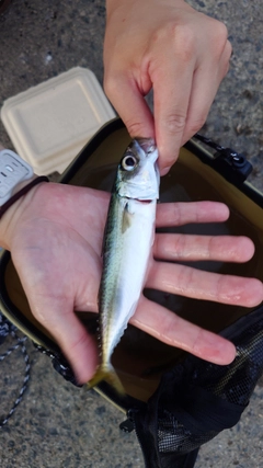 サバの釣果