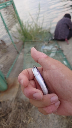 カタクチイワシの釣果