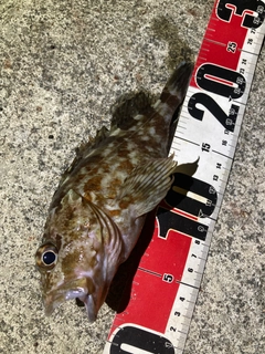 カサゴの釣果