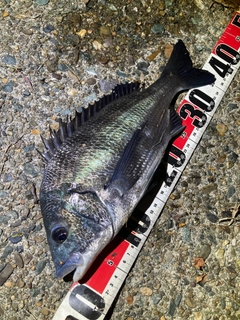クロダイの釣果