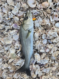 セイゴ（マルスズキ）の釣果
