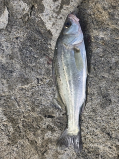 セイゴ（タイリクスズキ）の釣果