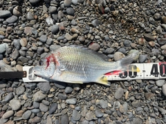 キビレの釣果