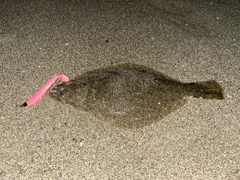 ヒラメの釣果