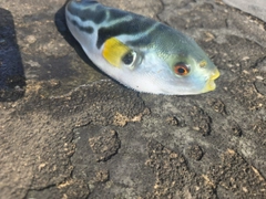 シマフグの釣果