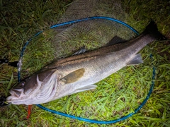 マルスズキの釣果