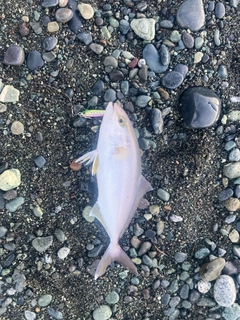 ショゴの釣果