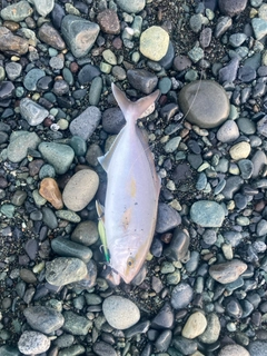 ショゴの釣果