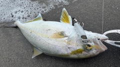 ショゴの釣果