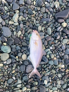 ショゴの釣果