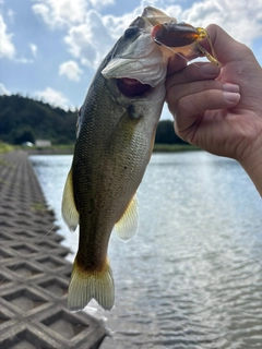 ラージマウスバスの釣果