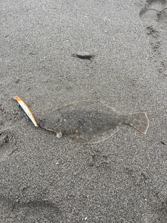 ソゲの釣果