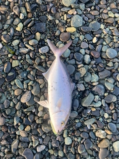 ショゴの釣果