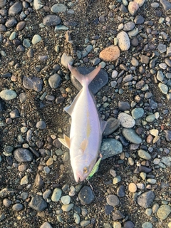ショゴの釣果