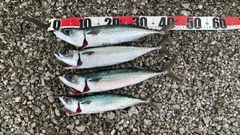 ゴマサバの釣果