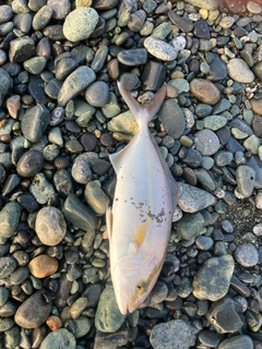 ショゴの釣果