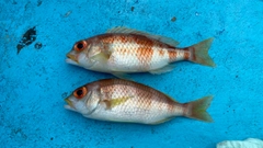 タマガシラの釣果