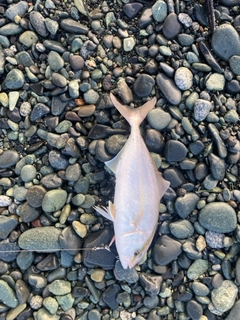 ショゴの釣果
