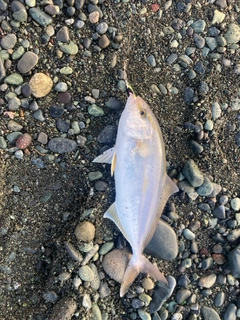 ショゴの釣果