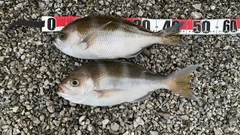 シマアオダイの釣果