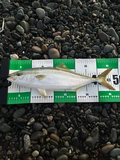 イナダの釣果